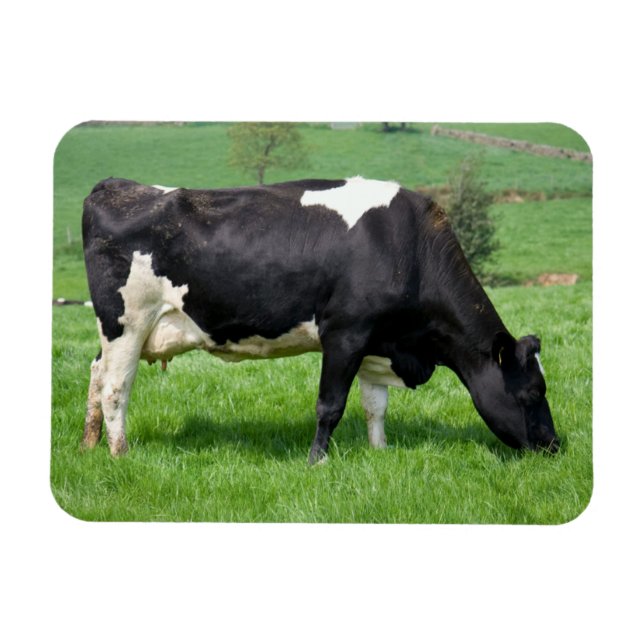 Holstein Cow Magnet (Horisontell)
