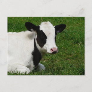Holstein Cow på vykort för gräs