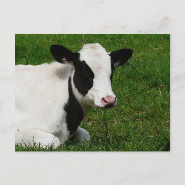 Holstein Cow på vykort för gräs (Framsida)
