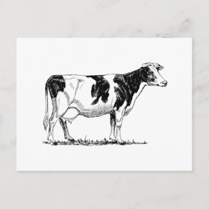 Holstein Cow Vykort