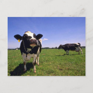 Holstein Dairy Cattle Vykort