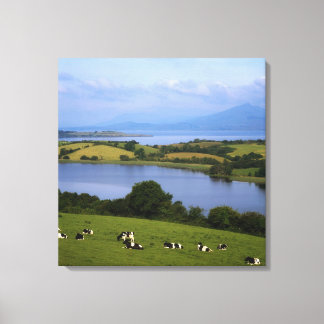 Holstein-Fresian Cattle, Bantry Bay, Co Kork, Canvastryck