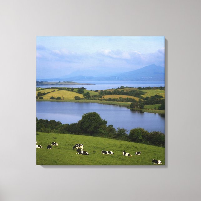 Holstein-Fresian Cattle, Bantry Bay, Co Kork, Canvastryck (Framsida)