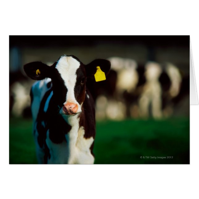 Holstein-Friesian calf Hälsningskort (Framsidan Horizontal)