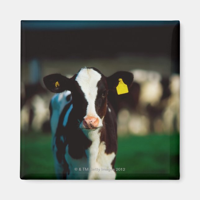 Holstein-Friesian calf Magnet (Framsidan)