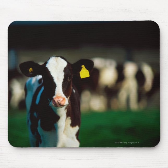 Holstein-Friesian calf Musmatta (Framsidan)