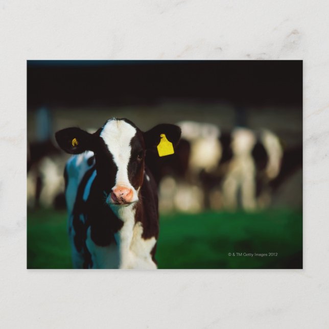 Holstein-Friesian calf Vykort (Framsida)
