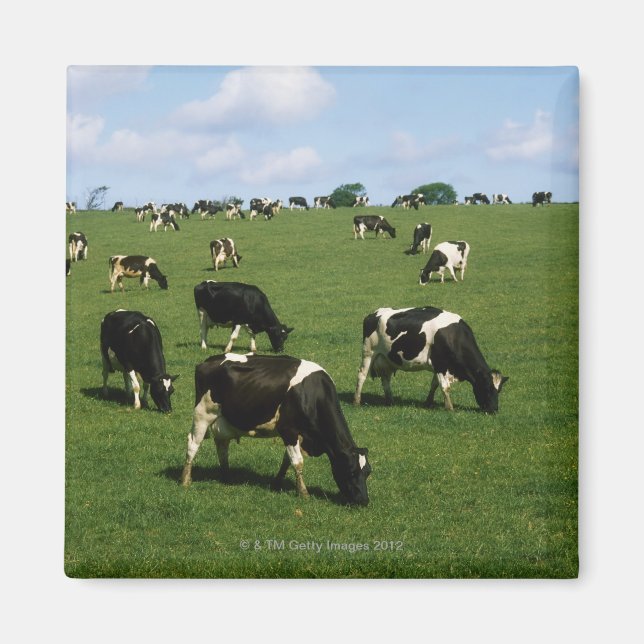 Holstein-Friesian cattle, Irland Magnet (Framsidan)