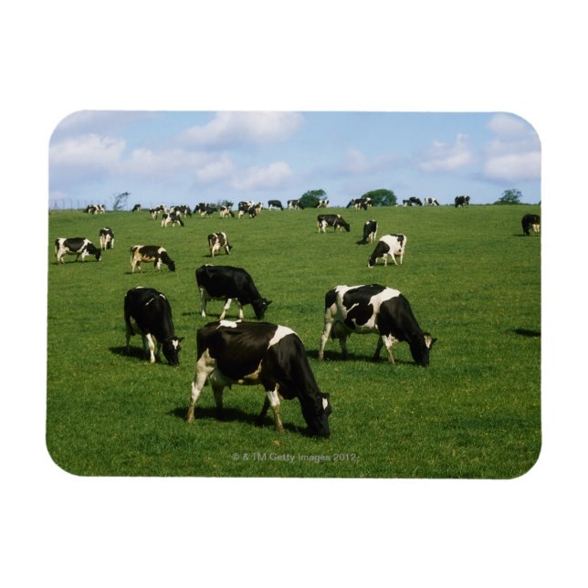 Holstein-Friesian cattle, Irland Magnet (Horisontell)
