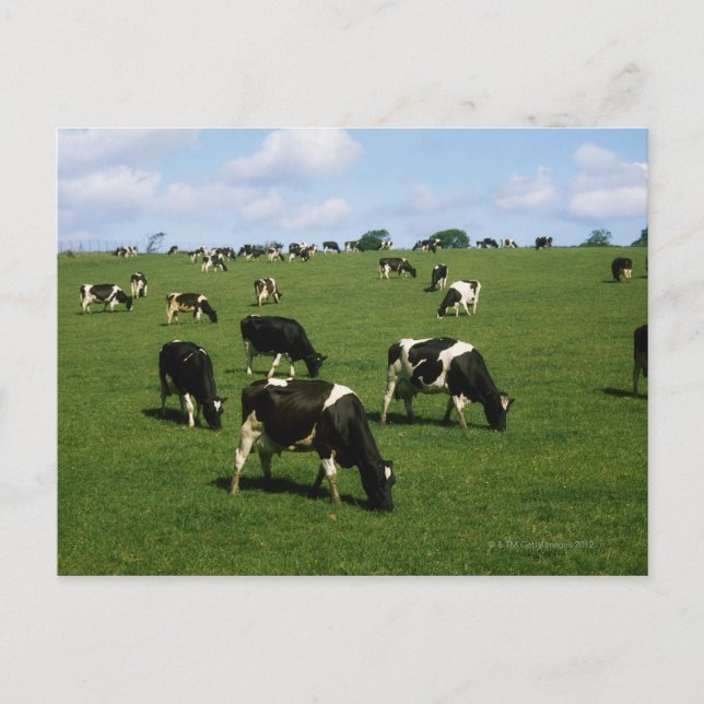 Holstein-Friesian cattle, Irland Vykort (Framsida)