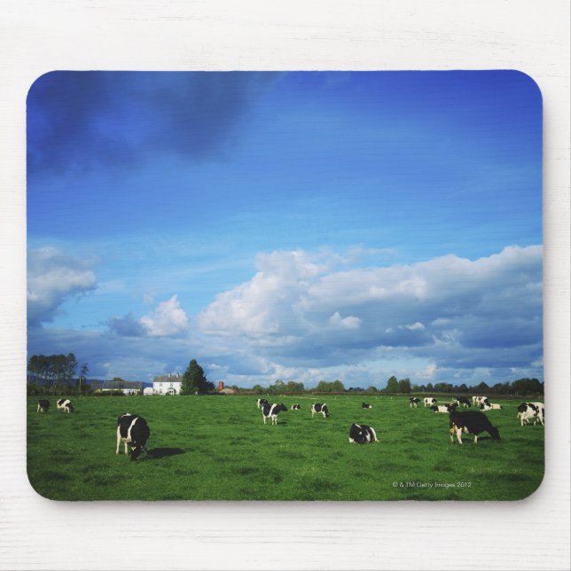 Holstein-Friesian Cattle nära Thurles, Co Musmatta (Framsidan)