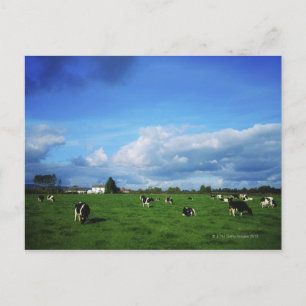 Holstein-Friesian Cattle nära Thurles, Co Vykort