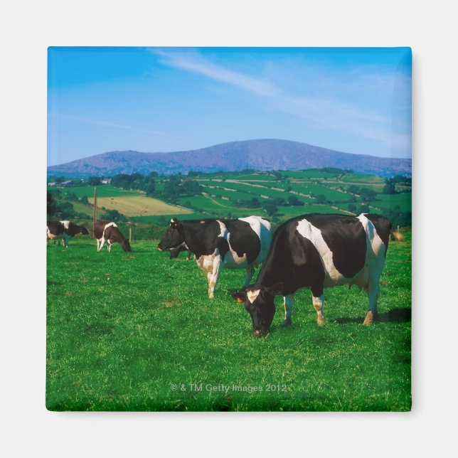 Holstein-Friesian cows nära Borris, County Magnet (Framsidan)