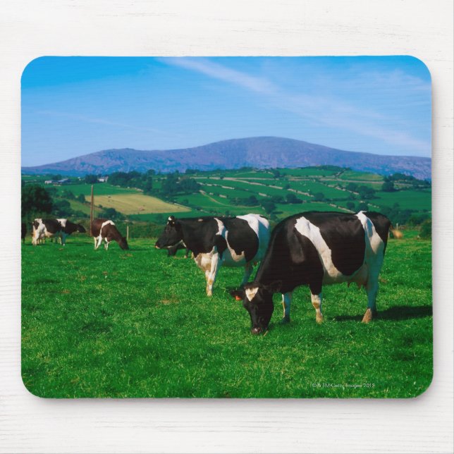 Holstein-Friesian cows nära Borris, County Musmatta (Framsidan)