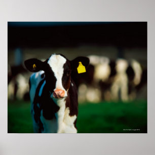 Holstein-Friesian kalv Poster