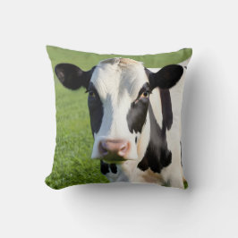 Holstein Heifer på betesmark Kudde