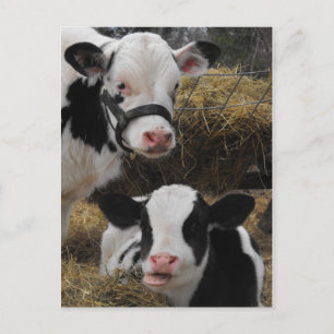 Holstein kalvar vykort