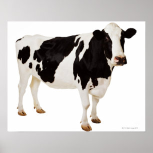 Holstein ko (Bostaurusen) Poster