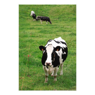 Holstein ko fototryck