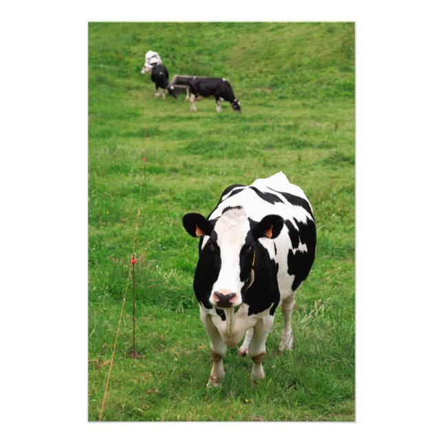 Holstein ko fototryck (Framsidan)