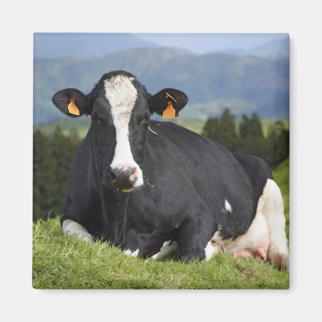 Holstein ko magnet (Framsidan)