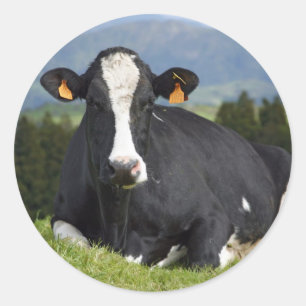 Holstein ko runt klistermärke