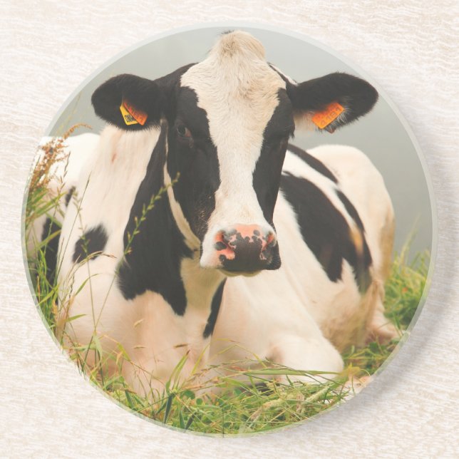 Holstein ko underlägg sandsten (Framsidan)