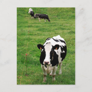 Holstein ko vykort