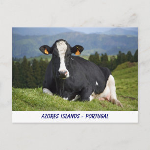 Holstein ko vykort