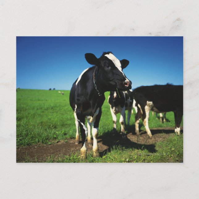Holstein kor i en åker vykort (Framsida)