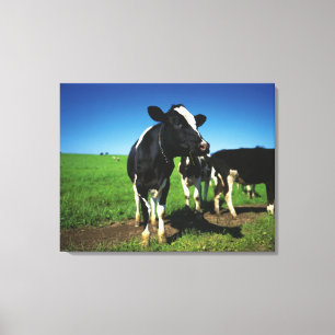 Holstein kor i ett fält canvastryck