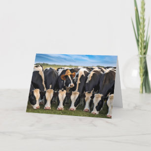Holstein-kor som betar på födelsedagen kort