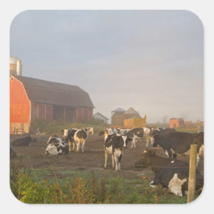 Holstein mejeri skrämmer utanför en ladugård på fyrkantigt klistermärke
