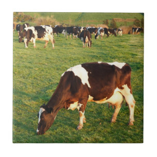 Holstein nötkreatur kakelplatta