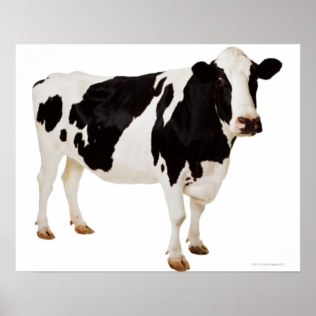 Holsteinko (Bos taurus) Poster (Framsidan)