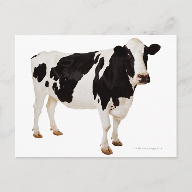 Holsteinko (Bos taurus) Vykort (Framsida)