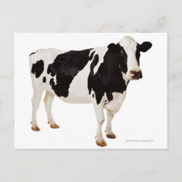 Holsteinko (Bos taurus) Vykort