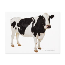 Holsteinko (Bos taurus)