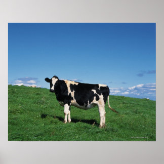 Holsteinkor i fält, Bekkai-Machi, Poster