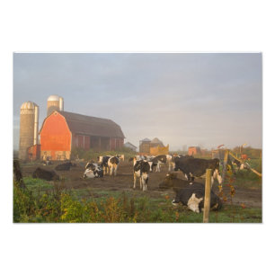 Holsteinmjölkkor utanför en lada vid soluppgång fototryck