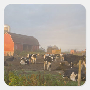 Holsteinmjölkkor utanför en lada vid soluppgång fyrkantigt klistermärke