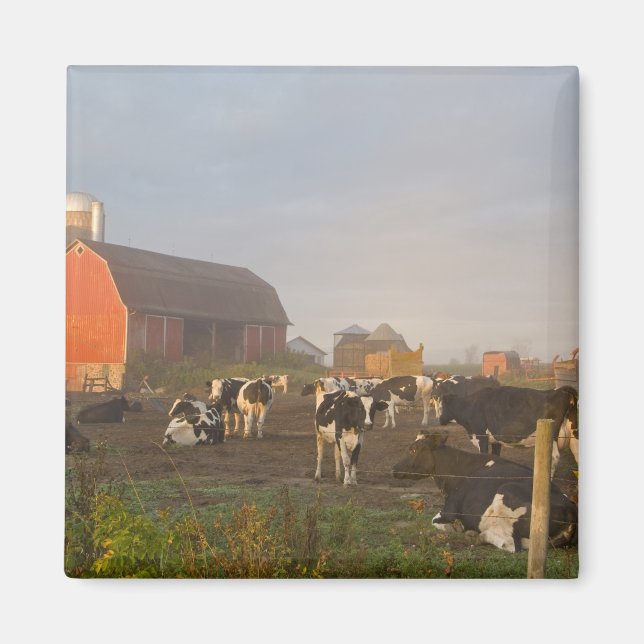 Holsteinmjölkkor utanför en lada vid soluppgång magnet (Framsidan)