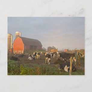 Holsteinmjölkkor utanför en lada vid soluppgång vykort