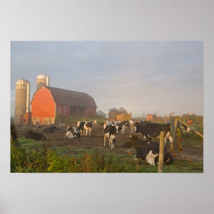 Holsteinska mjölkkor utanför en lada vid soluppgån poster