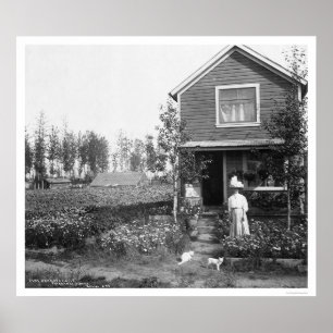 Home Cats Fairbanks Alaska 1916 Poster