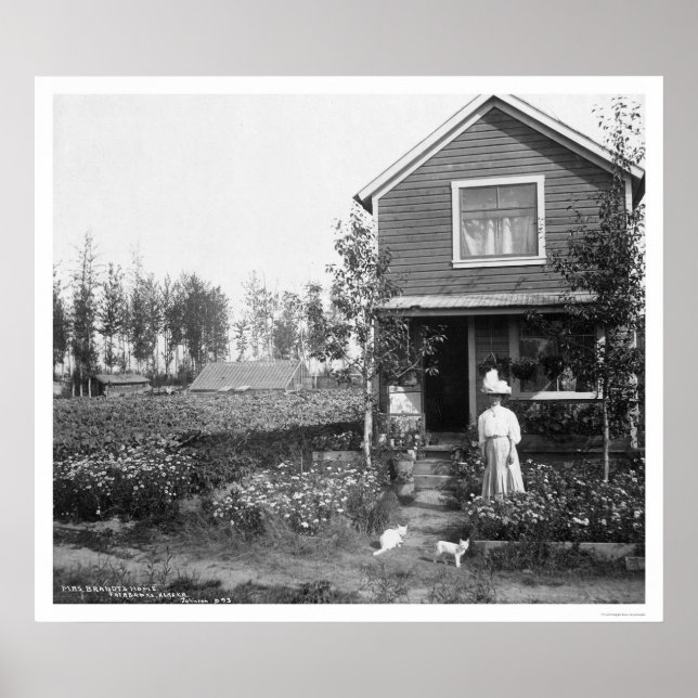 Home Cats Fairbanks Alaska 1916 Poster (Framsidan)