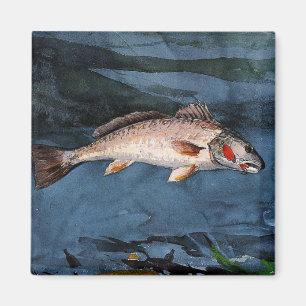 Homer - Channel Bass, Florida. Magnet