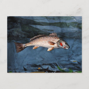 Homer - Channel Bass, Florida Vykort