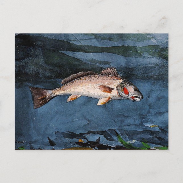 Homer - Channel Bass, Florida Vykort (Framsida)