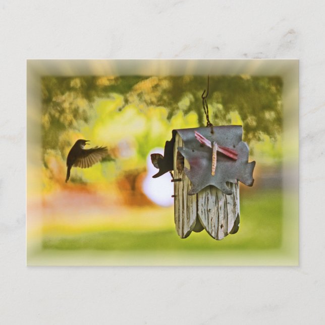 Homeward Bound Vykort (Framsida)